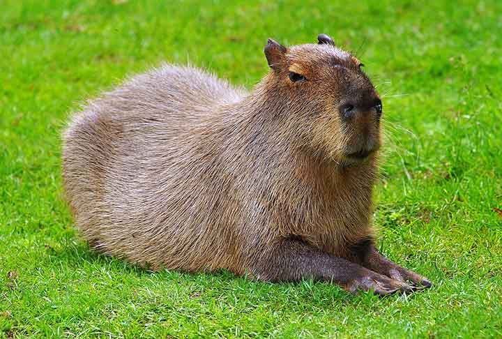 Pensando nisso, o FLIPAR preparou um material cheio de curiosidades sobre esse animal tão querido por muitos; veja!