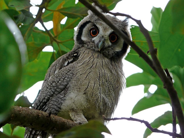 Misteriosas e bastante famosas na cultura popular, as corujas são animais que atraem a curiosidade de muita gente no imaginário popular. Conheça mais sobre esse animal fascinante!