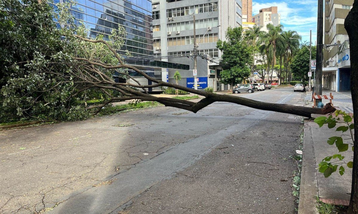 Ventania derrubou árvore na Rua Bernado Guimarães, em Lourdes. Há possibilidade de mais chuvas -  (crédito: Renato Scapolatempore/EM/D.A.Press)