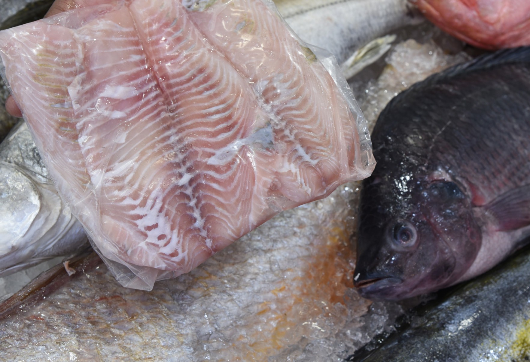 Consumo de peixes no Brasil tem aumentado nos últimos anos e, durante o período da Quaresma, atinge maior demanda Consumo de peixes no Brasil tem aumentado nos últimos anos e, durante o período da Quaresma, atinge maior demanda