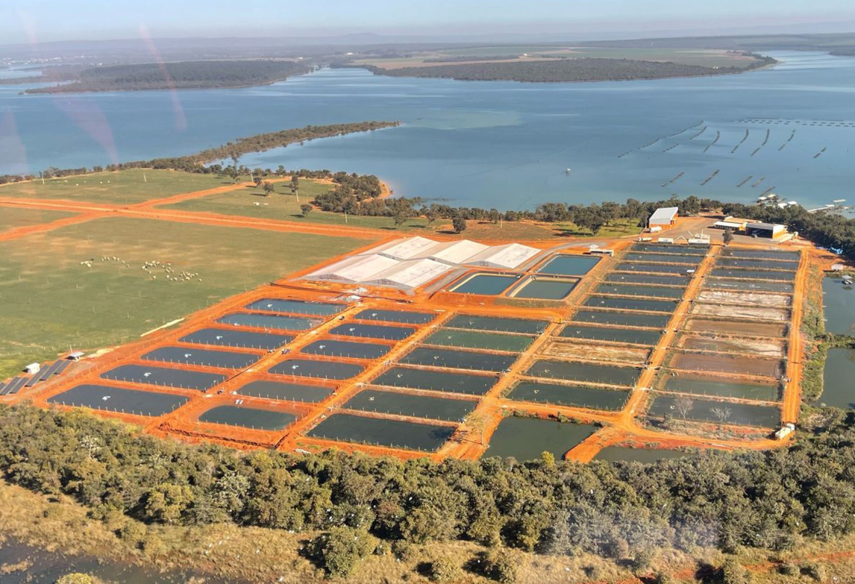 Criação de tilápias em Morada Nova de Minas. A cidade mineira é a maior produtora dessa espécie no Brasil e deve bater recorde este ano Criação de tilápias em Morada Nova de Minas. A cidade mineira é a maior produtora dessa espécie no Brasil e deve bater recorde este ano