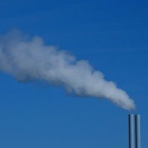 Cidades europeias distribuem galinhas de graça para a população; entenda - Ria/Unsplash