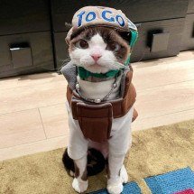Gatinho fashionista viraliza na web - TikTok / cococat61