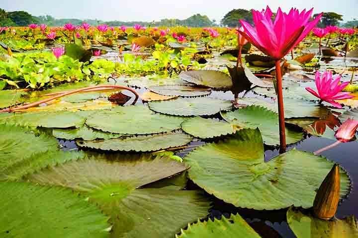 A independência de Bangladesh foi conquistada a um alto custo, mas marcou o início de um país que superou adversidades para alcançar estabilidade e crescimento. Desde os primeiros anos de instabilidade política até sua ascensão econômica, Bangladesh demonstrou resiliência. 