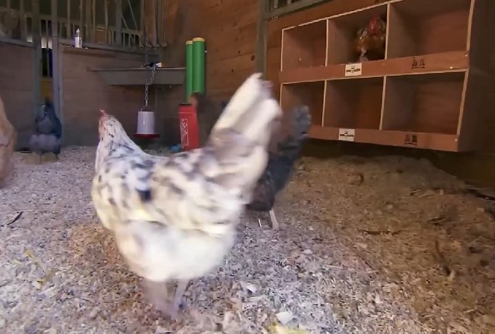 Apesar disso, casos como o da empresa Rent The Chicken, em New Hampshire (EUA), que aluga galinhas, mostram adaptações criativas.