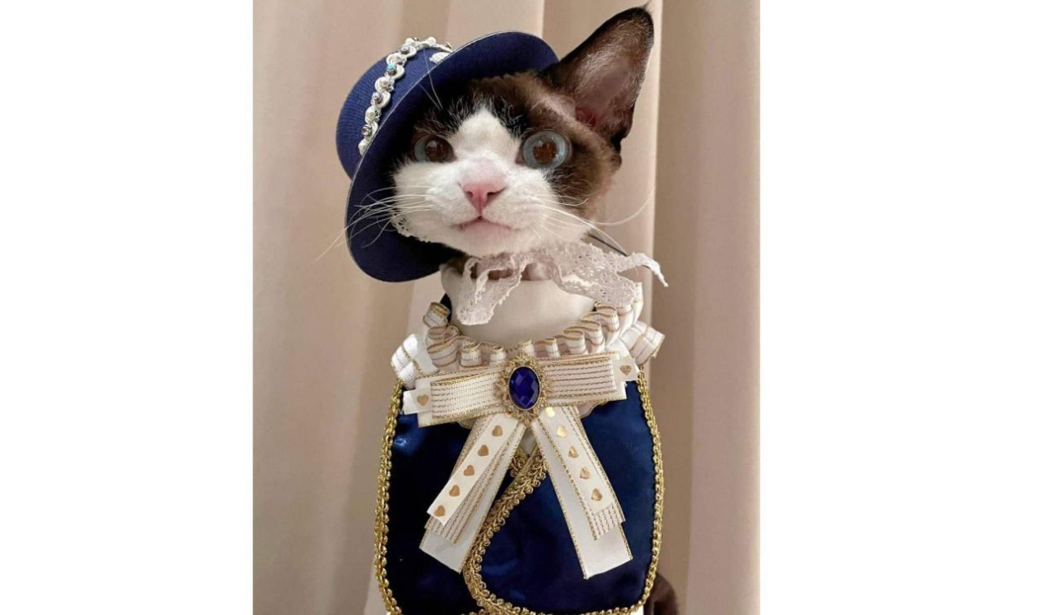 Gatinho viraliza na web com looks fashionistas-TikTok / cococat61