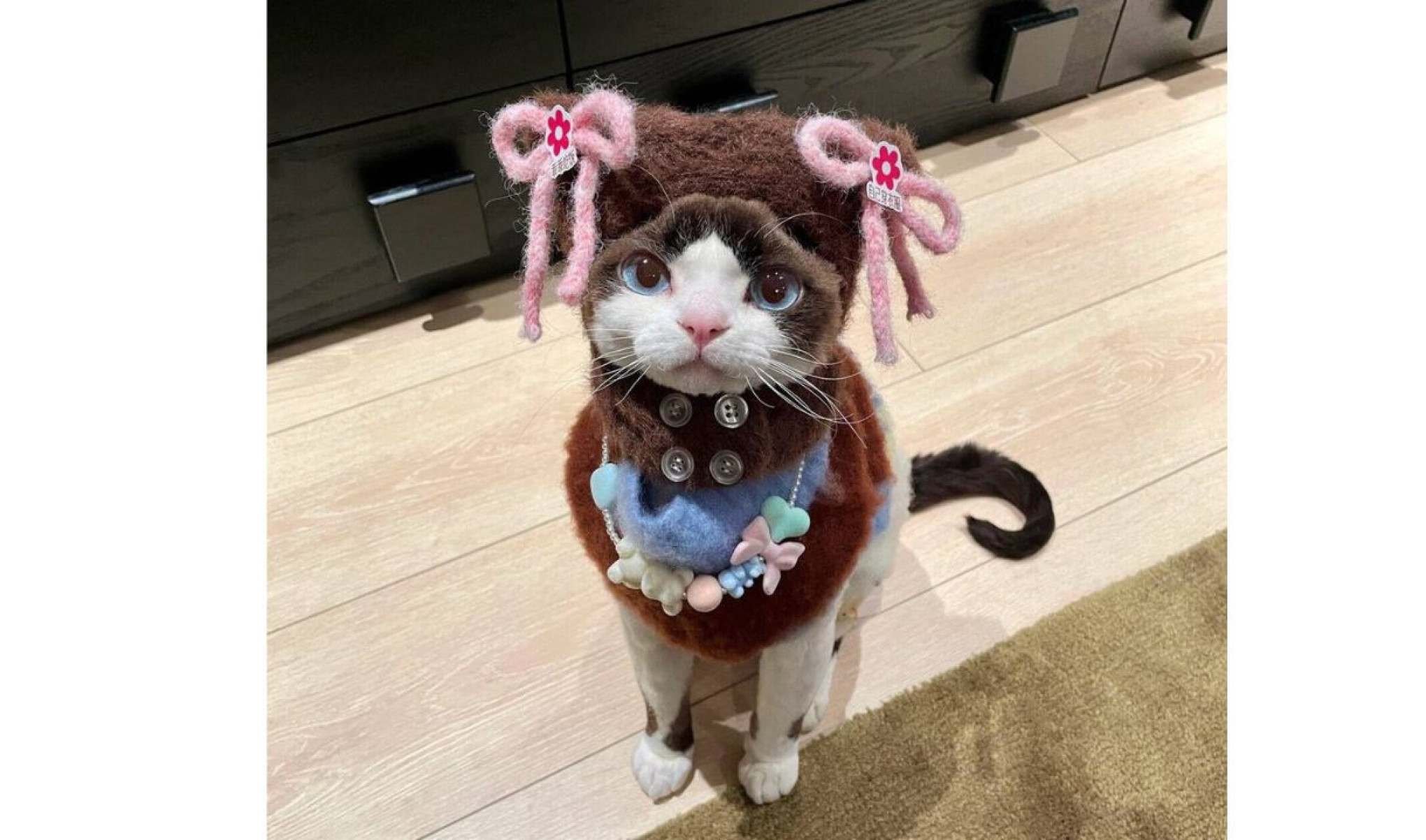 Gatinho viraliza na web com looks fashionistas-TikTok / cococat61
