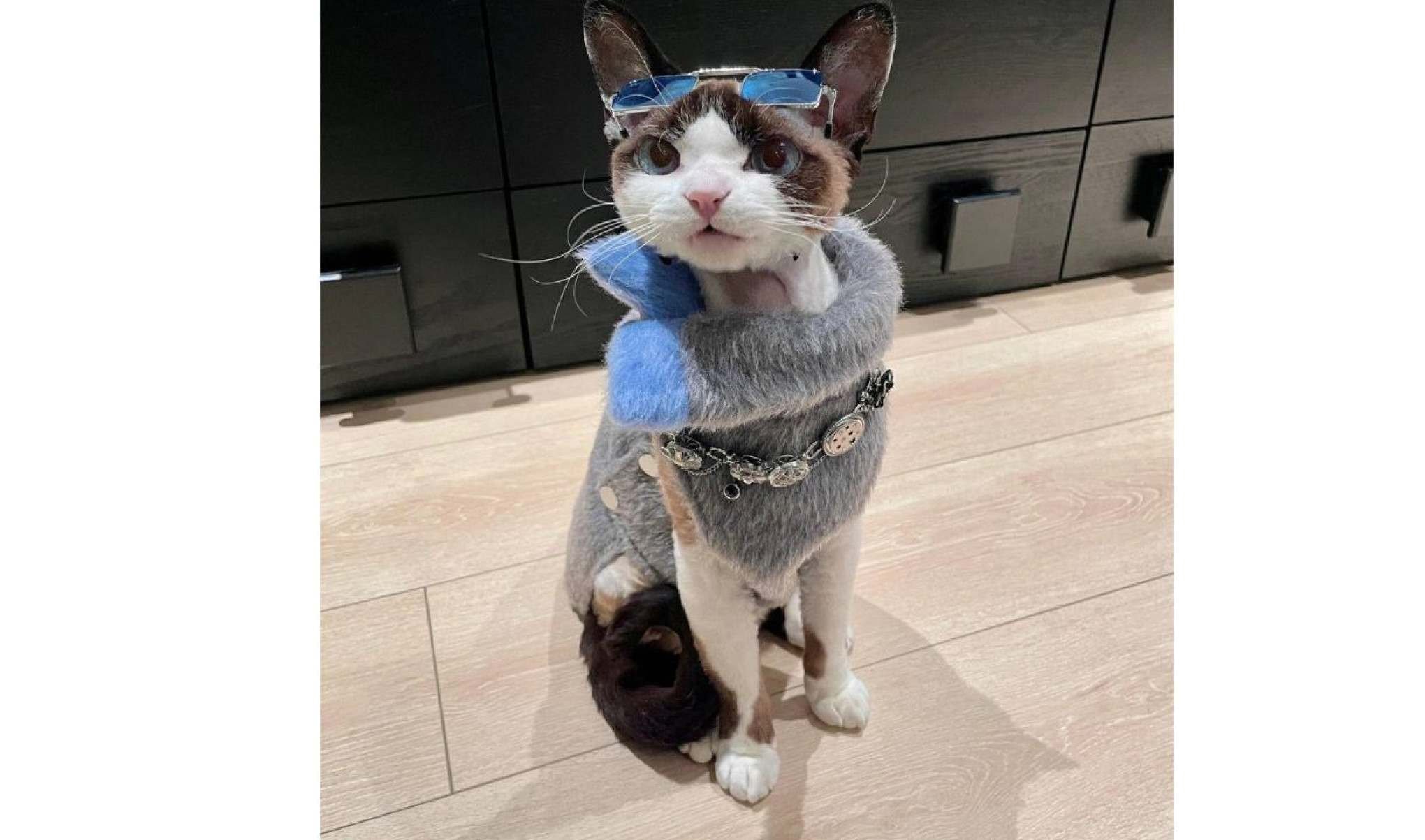 Gatinho viraliza na web com looks fashionistas-TikTok / cococat61