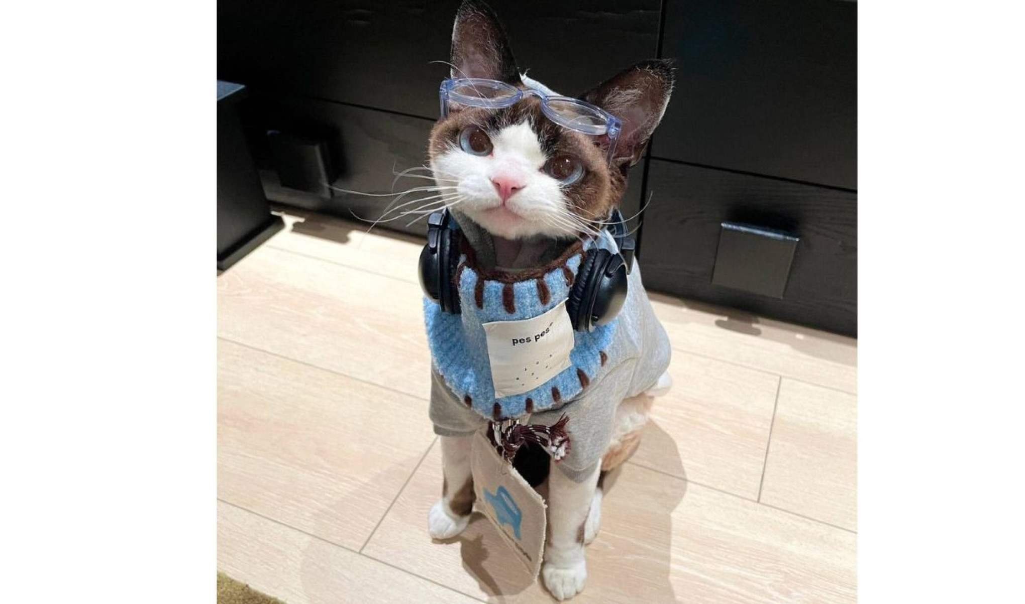 Gatinho viraliza na web com looks fashionistas-TikTok / cococat61