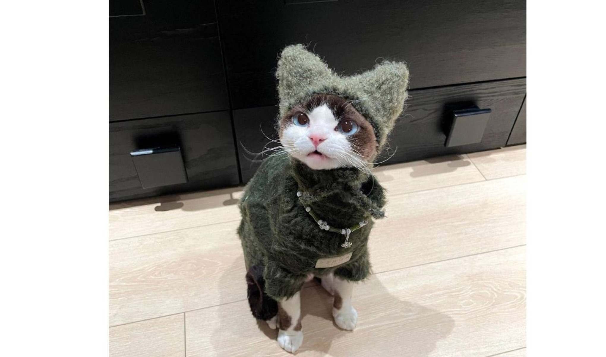 Gatinho viraliza na web com looks fashionistas-TikTok / cococat61