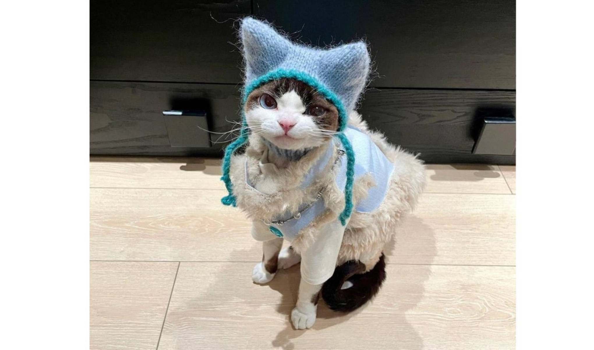 Gatinho viraliza na web com looks fashionistas-TikTok / cococat61