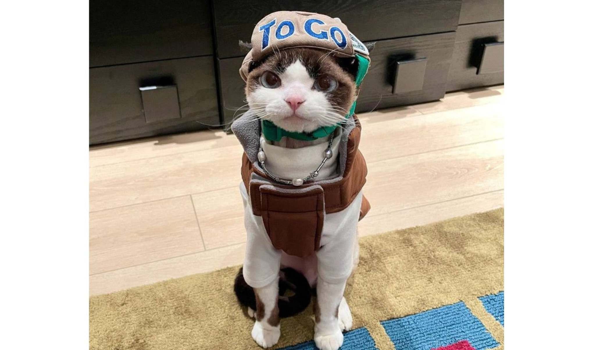 Gatinho viraliza na web com looks fashionistas-TikTok / cococat61
