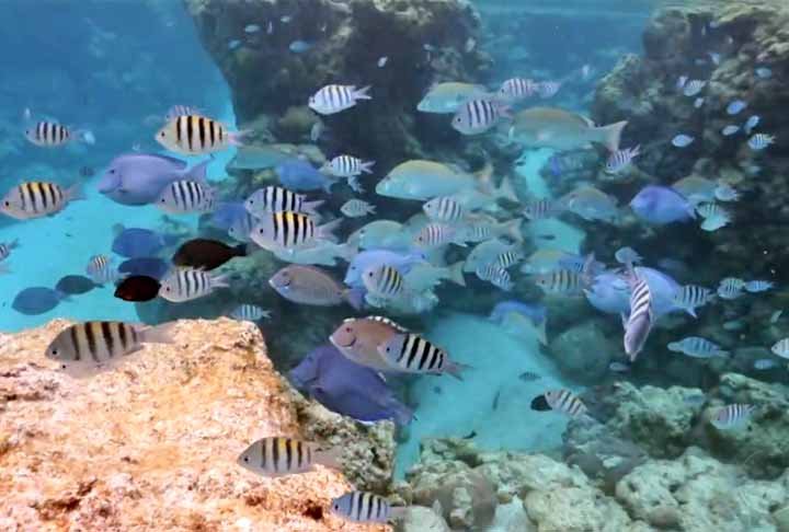 A descoberta não só ajudou os cientistas a entenderem melhor as mudanças do clima ao longo do tempo, como também mostrou o quanto é urgente proteger a vida marinha.
