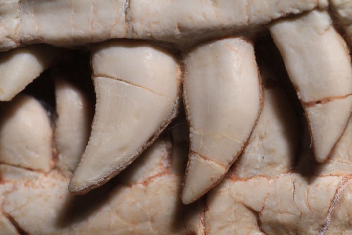 Um dos fósseis era de um Saturnalia Tupiniquim, espécie herbívora. O outro era de um Burioleste, carnívoro, com dentes serrilhados (foto).