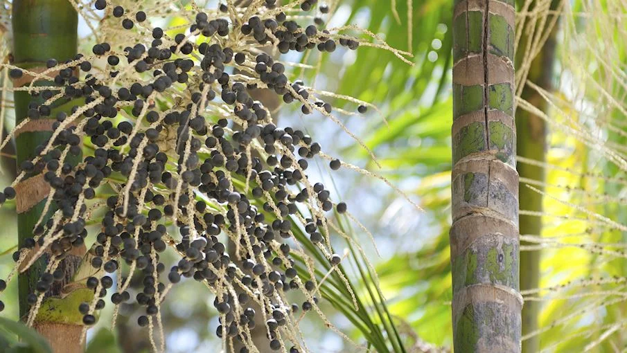 7. Bagas de açaí: É uma palmeira cultivada pelo palmito e pelo seu fruto. As bagas são muito procuradas pelas suas supostas propriedades medicinais, sendo muitas vezes classificadas pelos produtores como uma espécie de “superalimento”. Eles são de cor roxa escura, lembrando grandes mirtilos.