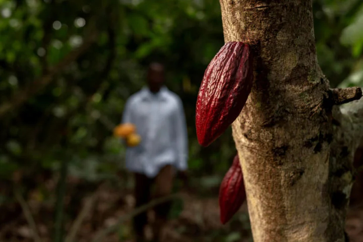 Os primeiros frutos do cacau foram encontrados em sítios arqueológicos no Equador, na região amazônica, há mais de 5 mil anos. Apesar disso, hoje em dia cerca de 2/3 da produção está na Costa do Marfim, na África.-freepik