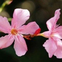 Rosa do deserto: como cultivar e manter a planta sempre saudável em casa - Caroline Sena