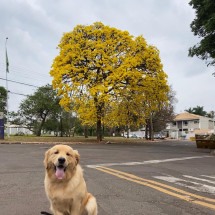 Homeopatia mostra eficácia contra câncer em pets - DINO