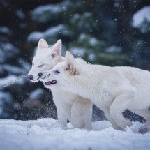 Empresa diz que 'ressuscitou' lobos-terríveis, extintos há 10 mil anos
