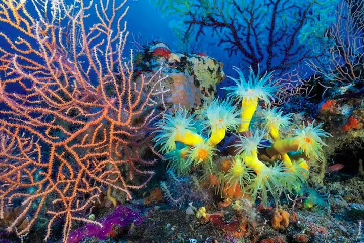 As expedições, lideradas por Christine Pergent-Martini e Laurent Ballesta, revelaram um ecossistema único e preservado, com espécies raras como corais amêloas, caranguejos-diabo e gorgônias rosadas.