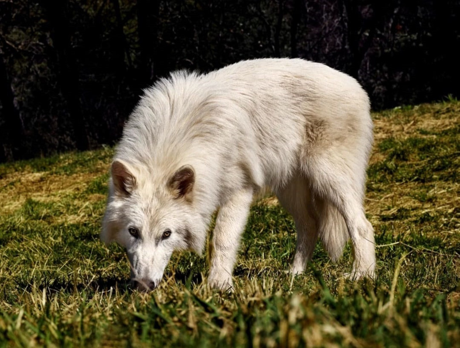 Lobo-terrível 