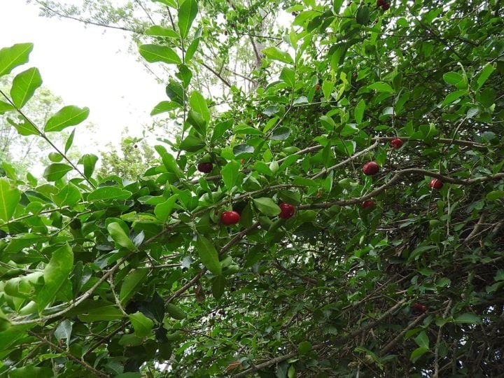O clima quente e úmido da região, com chuvas bem distribuídas, cria um ambiente perfeito para o florescimento das aceroleiras.