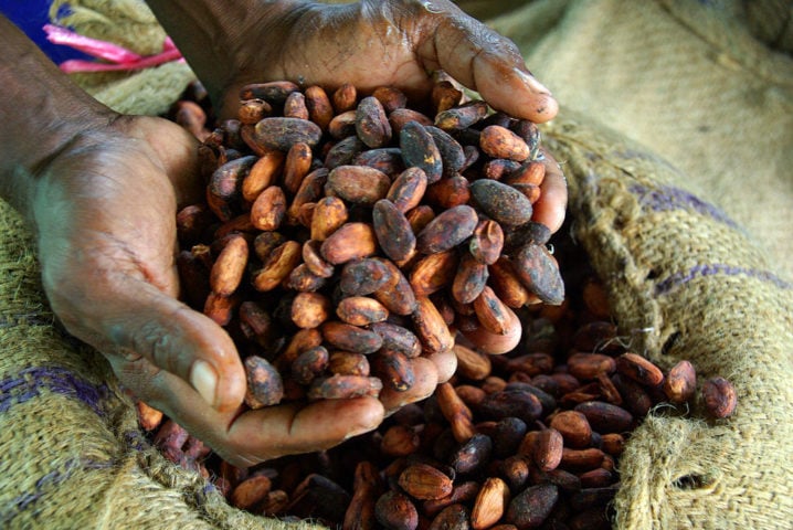 A competiÃ§Ã£o costuma impactar o preÃ§o e a disponibilidade do cacau, especialmente quando hÃ¡ variaÃ§Ã£o na demanda por chocolate e cosmÃ©ticos.-flickr Irene Scott/AusAID