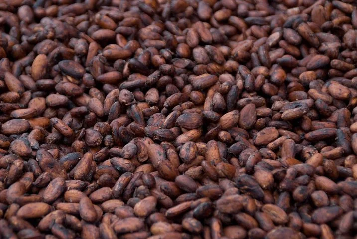 Por aqui também existem fábricas de processamento que transformam os grãos em produtos como pasta de cacau, manteiga de cacau e chocolate.-wikimedia commons Graham Crumb
