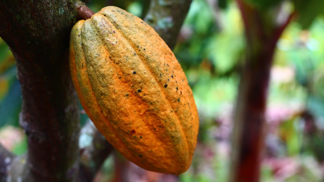 Onde tudo começou: O fruto do cacau tem sua origem na Amazônia, em lugares como Brasil, Peru e outros países da América do Sul. - Jeser Andrade Arango por Pixabay