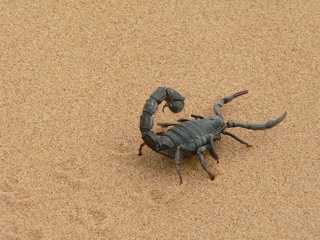 Escorpião-marrom - Esta espécie possui uma toxina muito nociva. Ele tem cerca de 6 cm de comprimento e tonalidade escura. É encontrado em áreas rurais e se esconde em madeira ou entulho. 