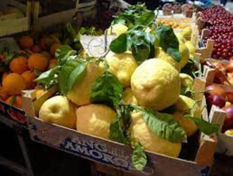 Vale destacar que os  primeiros limoeiros foram plantados pelos jesuítas no século XVIII, e uma das primeiras cultivares chamada Gesù ainda existe hoje na Bacia do Guarazzanno, entre Sorrento e Massa Lubrense. O Limone di Sorrento pode frutificar até cinco vezes por ano em virtude de uma técnica especial de cultivo.
