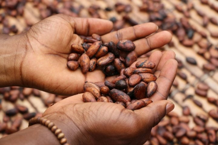 Brasil produz e fabrica: O Brasil não é um dos maiores produtores de cacau, mas o país tem uma história antiga de cultivo do fruto, principalmente na região amazônica e no sul da Bahia.-Etty Fidele Unsplash