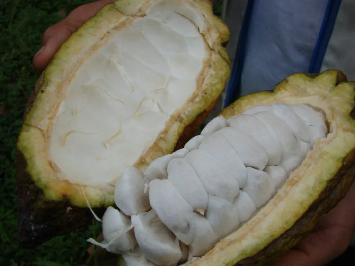 Depois de colhidas, as vagens de cacau são abertas e as sementes (ou amêndoas de cacau) são retiradas para fermentar.-wikimedia commons R-chu-R