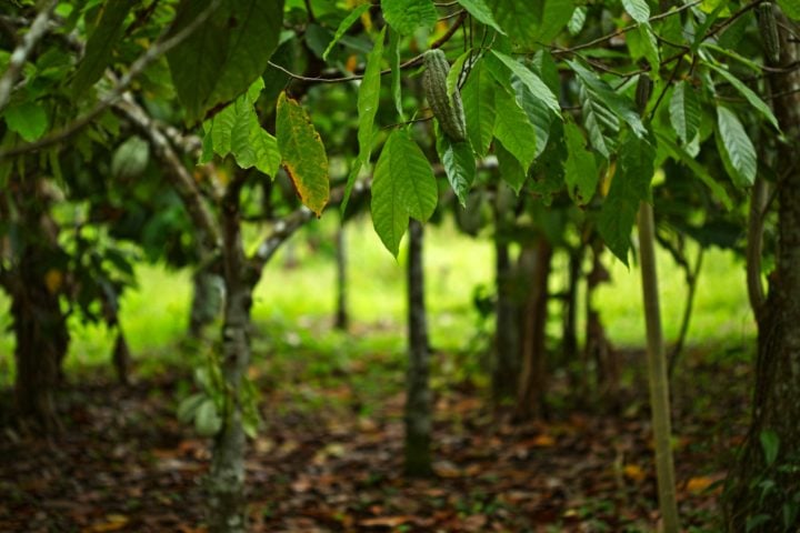 Sombra e água fresca: O lugar ideal para o crescimento do cacau é a floresta, não uma lavoura. Normalmente, as árvores são plantadas debaixo de árvores maiores, que fornecem a sombra necessária para seu desenvolvimento.-Kristiana Pinne Unsplash