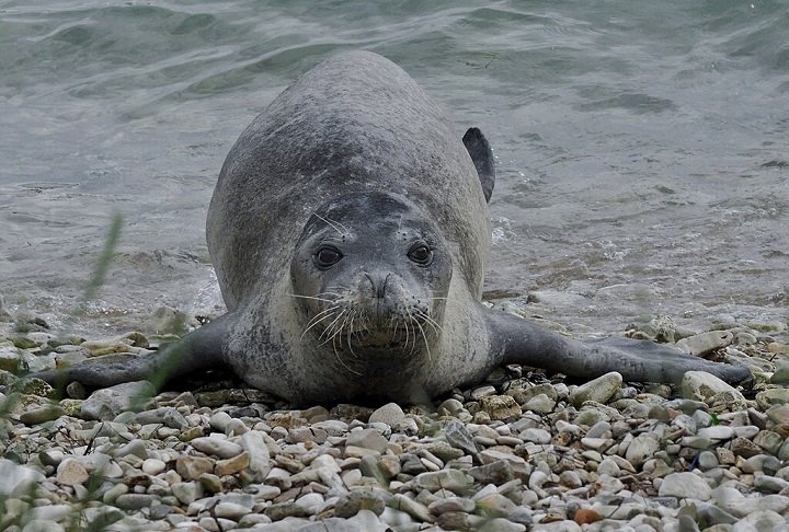 O Parque Natural Marinho de Cap Corse e Agriate, que protege parte dessa área, abriga ecossistemas marinhos intocados, incluindo recifes de corais e espécies raras, como a ameaçada foca-monge-do-mediterrâneo. 