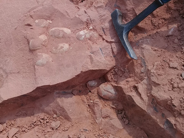 Em setembro de 2020, já haviam sido encontrados ovos de crocodilos fossilizados, com 6 centímetros, no sítio de Presidente Prudente. Eles foram descobertos após a retirada de rochas durante o cercamento do local. Os ovos são de 70 a 80 milhões de anos atrás.