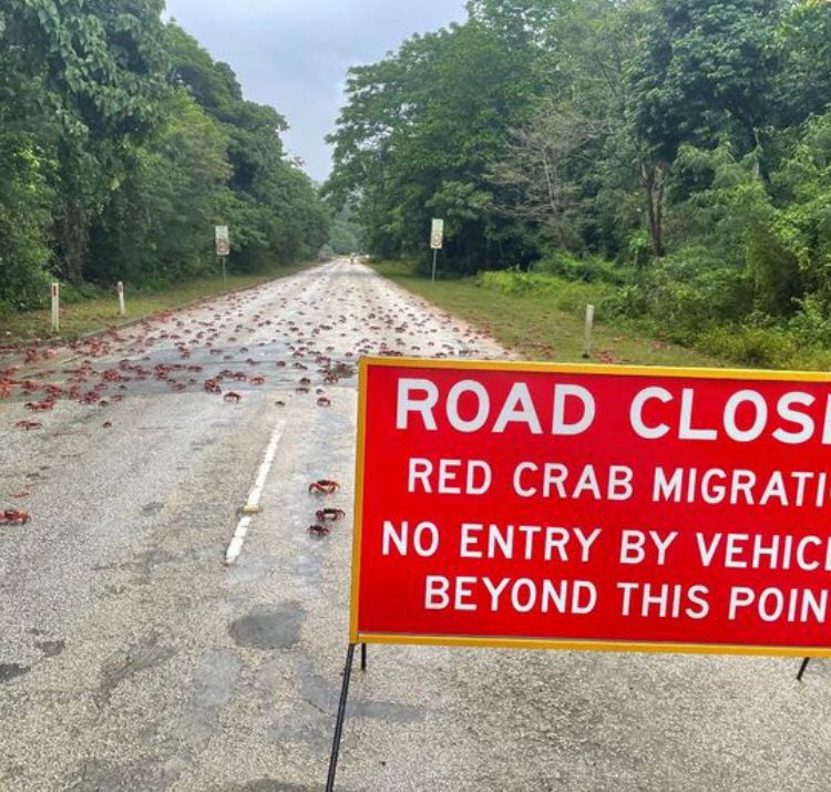 . Um aviso de fechamento se estrada Ã© colocado para a travessia dos crustÃ¡ceos. 