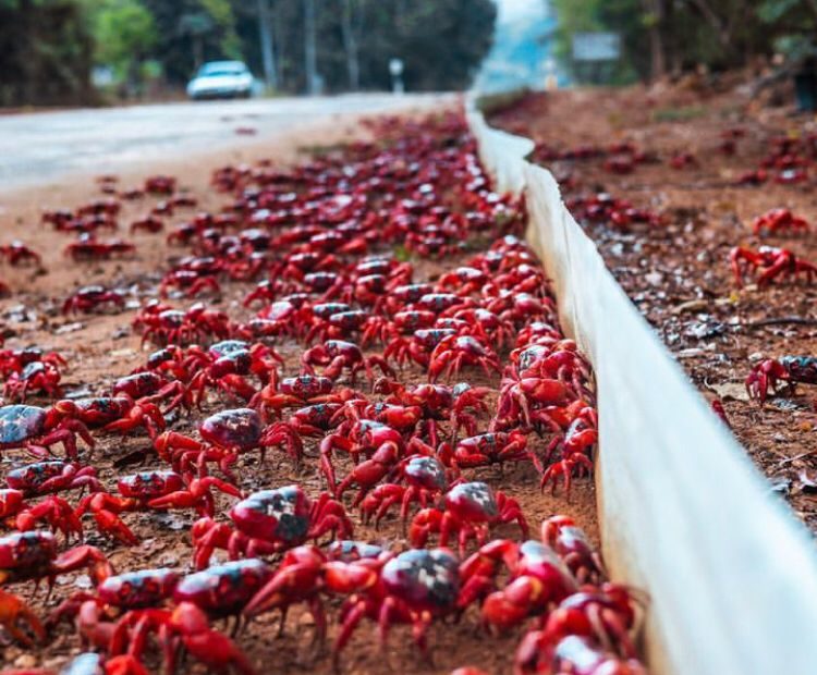 Infestação de caranguejos gigantes ocorre anualmente na Austrália
