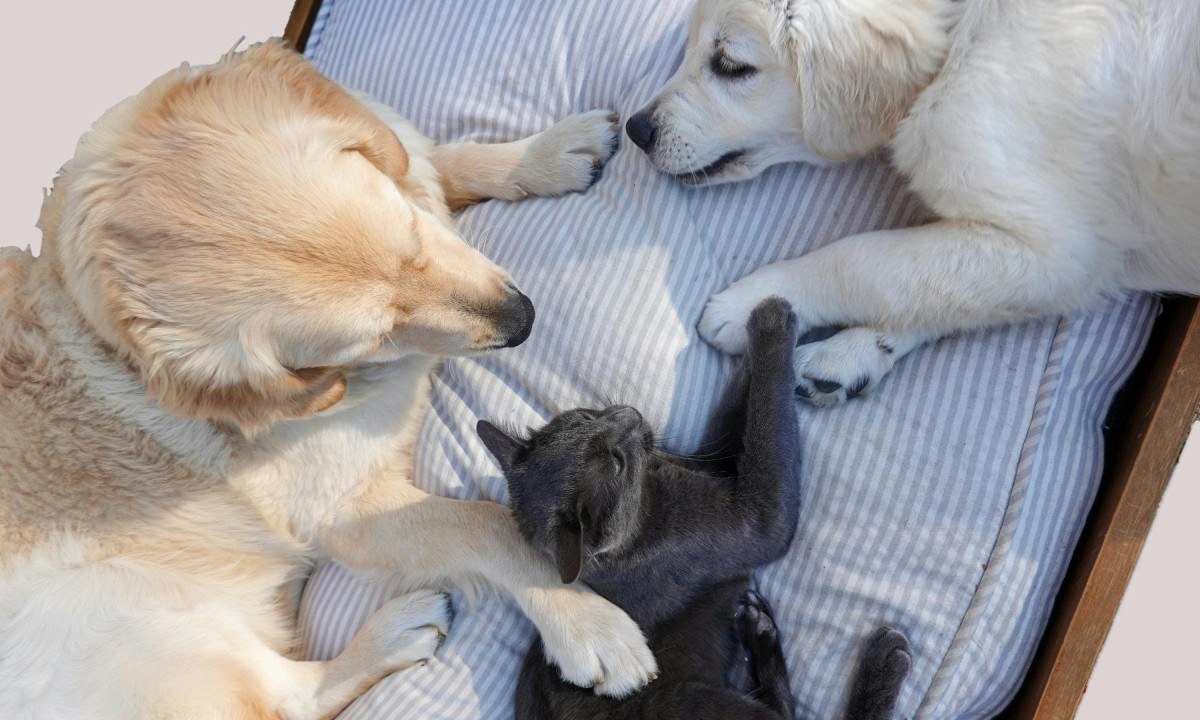 Animais de estimação descansando -  (crédito: Reprodução/Pexels)