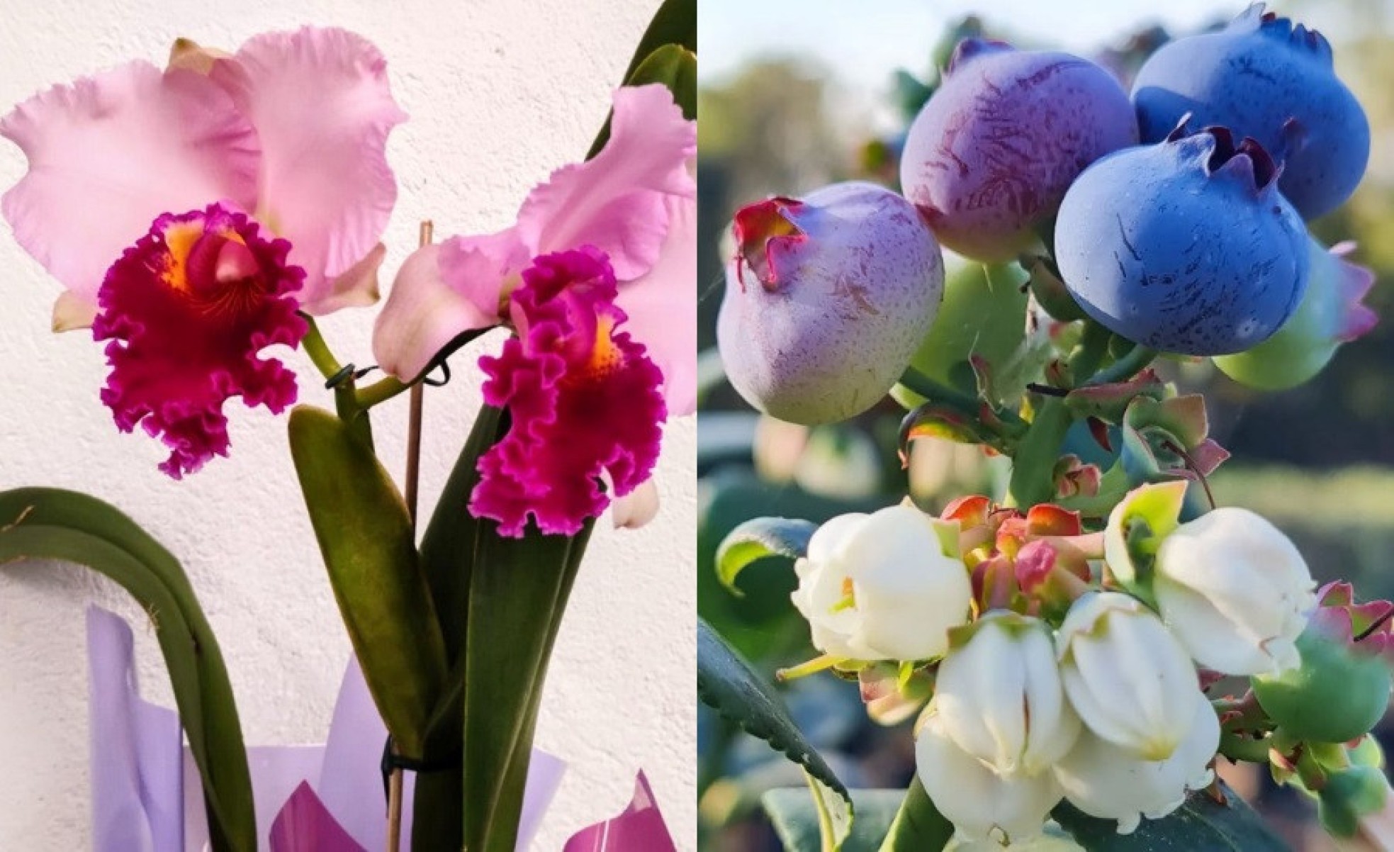 Orquídeas Recomeço e Mirtilos Moreira