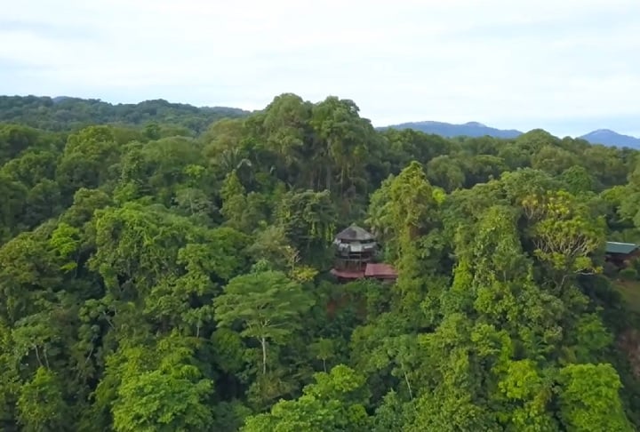 Essa Ã¡rvore pode atingir alturas superiores a 40 metros e desenvolver copas largas e densas, o que a torna uma das espÃ©cies dominantes nessas florestas tropicais.