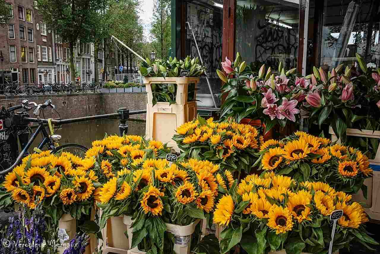 Bloemenmarkt - Descrição: Fundado em 1862, o Bloemenmarkt é o único mercado de flores flutuante do mundo, com uma vibrante seleção de flores, bulbos de tulipas e plantas - Localização: Singel Canal - Referências Históricas: As flores, especialmente as tulipas, têm uma longa e significativa história na cultura holandesa-Véronique Mergaux/Wikimedia Commons