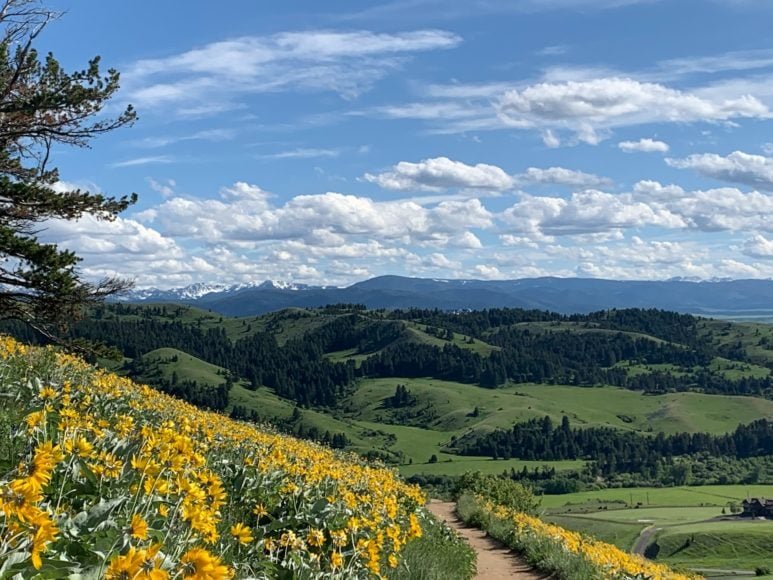 No início de 2023, o estado de Montana se tornou o primeiro dos Estados Unidos a proibir a rede social chinesa.-Stephanie Davison Unsplash