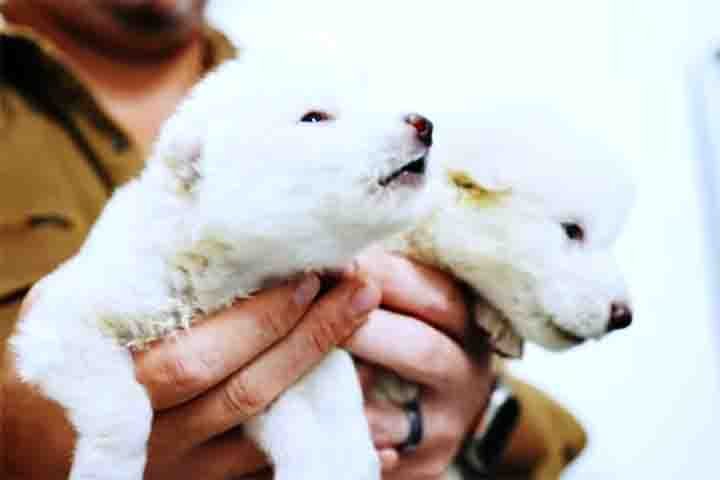 Os dois primeiros filhotes desenvolvidos pela start-up científica nasceram em 1º de outubro de 2024. 
