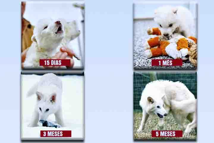 A reconstrução do genoma teria sido feita a partir de um DNA antigo identificado em fósseis de 11,5 mil a 72 mil anos atrás.

