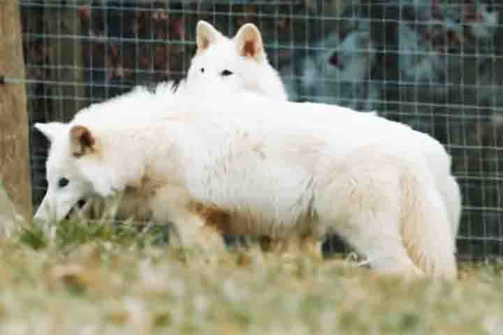 Criada em 2021, a Colossal afirma trabalhar para “desextinguir” espécies com o objetivo de contribuir para o equilíbrio ambiental. 
