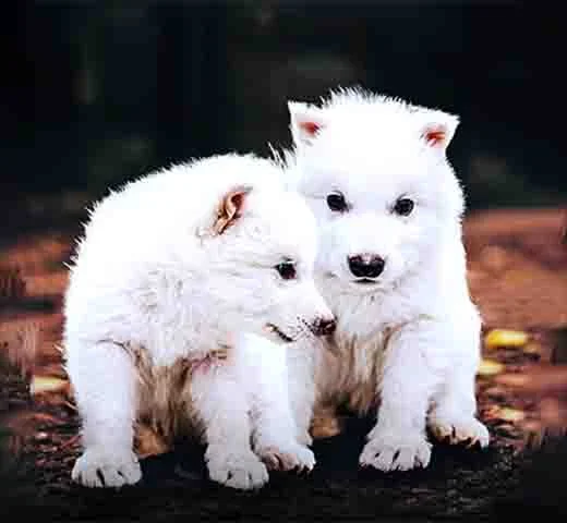 Segundo a “Time”, essa modificação genética teria produzido um híbrido, e não uma réplica exata dos lobos terríveis. 
