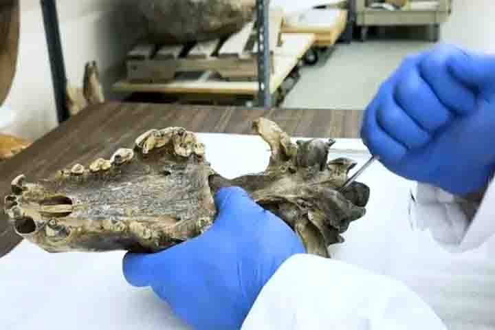 A engenharia genética se valeu da edição do material genético de lobos modernos, com mudanças em partes do genoma a fim de reproduzir traços característicos da espécie do passado. 

