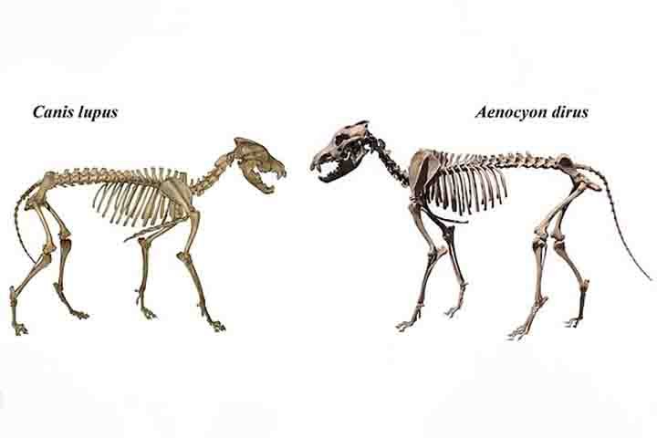 De acordo com a “Time”, a técnica de clonagem dos cientistas da Colossal consistiu na extração de células progenitoras endoteliais (EPCs) do sangue de um lobo-cinzento comum. 
