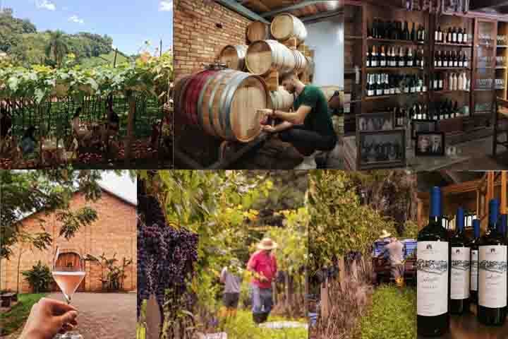 Há também opção de almoço harmonizado, com receitas da casa. O passeio inclui ainda visita à vinícola, passeio de trator e brunch noturno. Uma experiência imersiva e divertida em meio às videiras.-Instagram @vinhoscristofoli